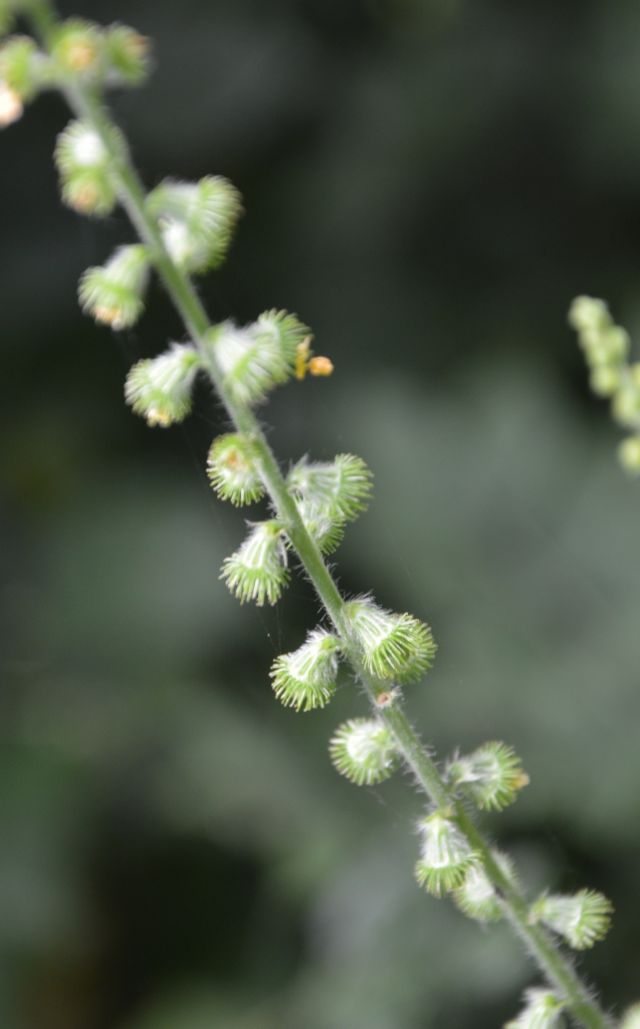 Agrimonia eupatoria